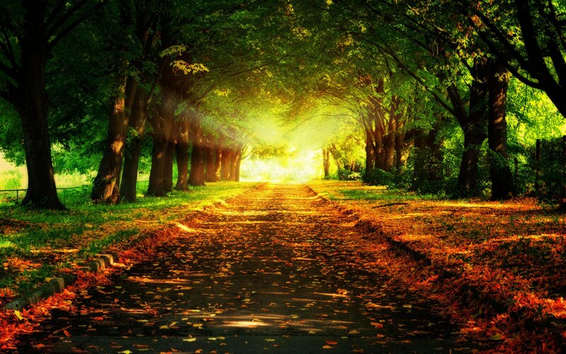 Path Through Autumn Trees — Green, Serene, Photograph, Leaves
