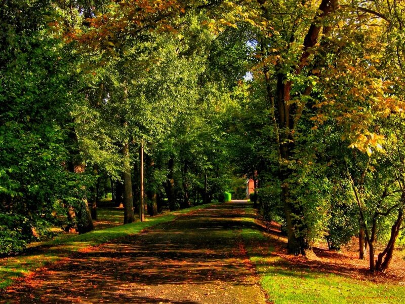 Path Through Autumn Trees — Green, Serene, Photograph