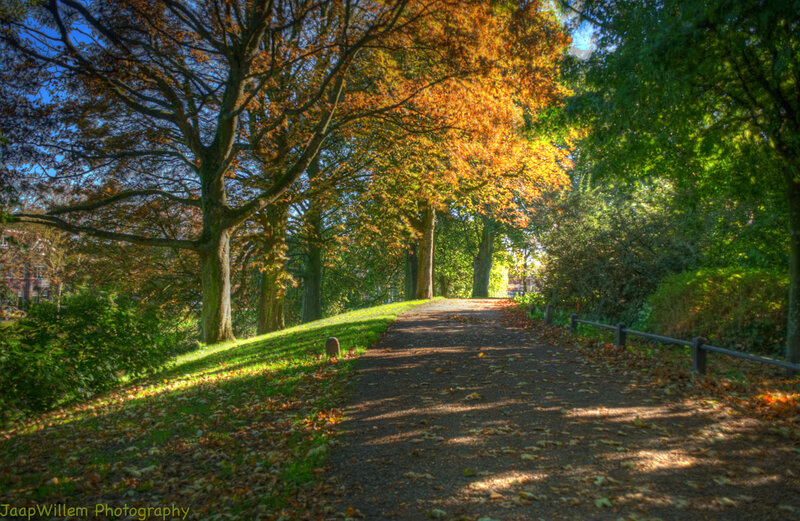 Path Through Autumn Trees — Green, Serene