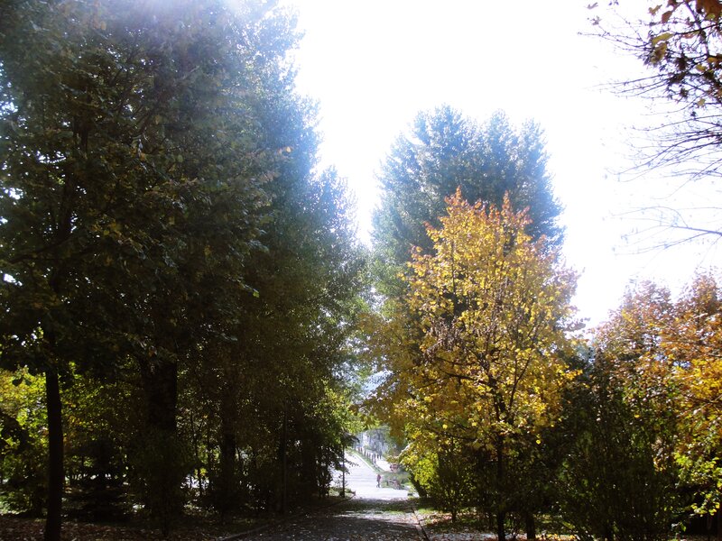 Path Through Autumn Trees — Green