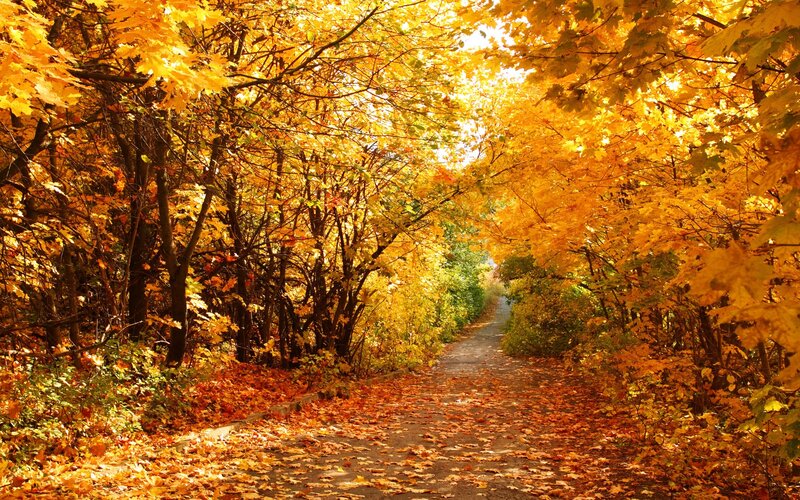 Path Through Autumn Trees — Leaves