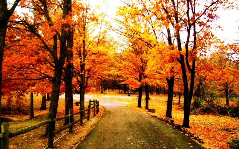 Path Through Autumn Trees — Orange, Serene, Photograph, Fallen Leaves