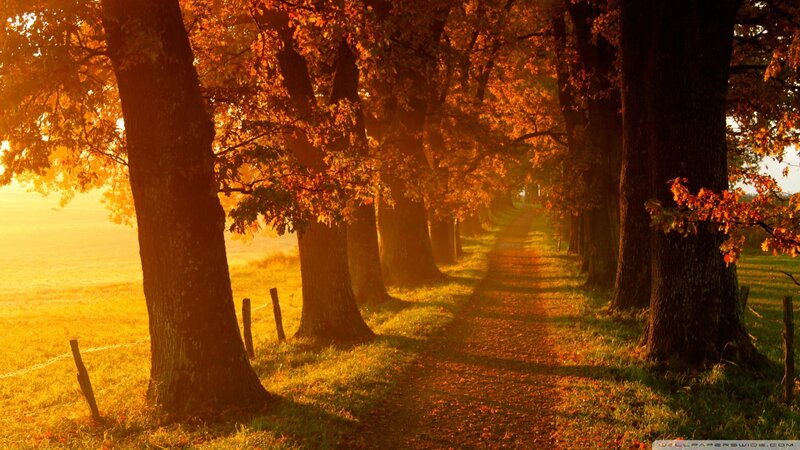 Path Through Autumn Trees — Orange, Serene, Photograph, Field
