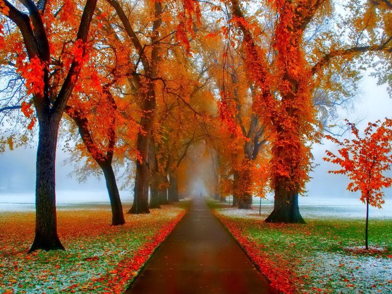 Path Through Autumn Trees — Orange, Serene, Photograph, Fog