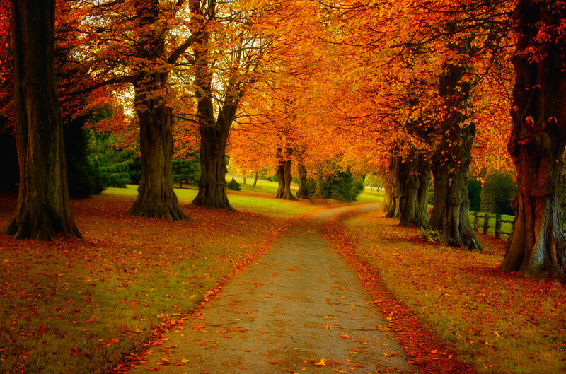 Path Through Autumn Trees — Orange, Serene, Photograph, Leaves, Grass