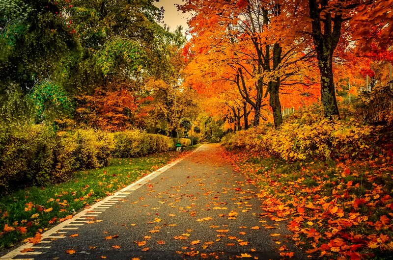 Path Through Autumn Trees — Orange, Serene, Photograph, Leaves, Hedge