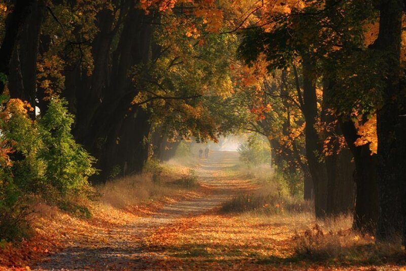 Path Through Autumn Trees — Orange, Serene, Photograph, Leaves, People