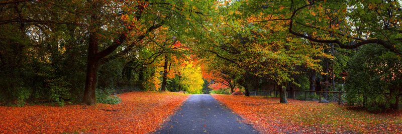 Path Through Autumn Trees — Orange, Serene, Photograph, Leaves, Road
