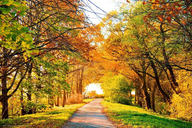 Path Through Autumn Trees — Orange, Serene, Photograph, Leaves, Sunlight