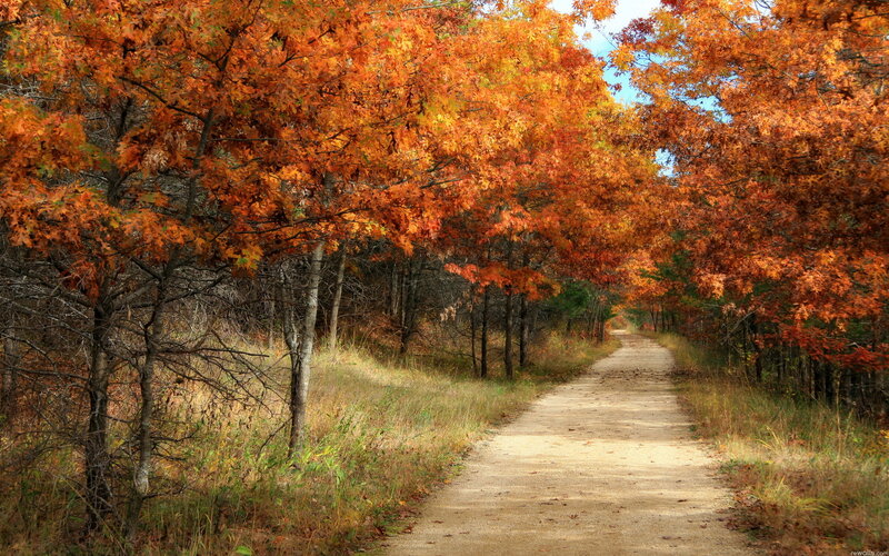Path Through Autumn Trees — Orange, Serene, Photograph, Leaves