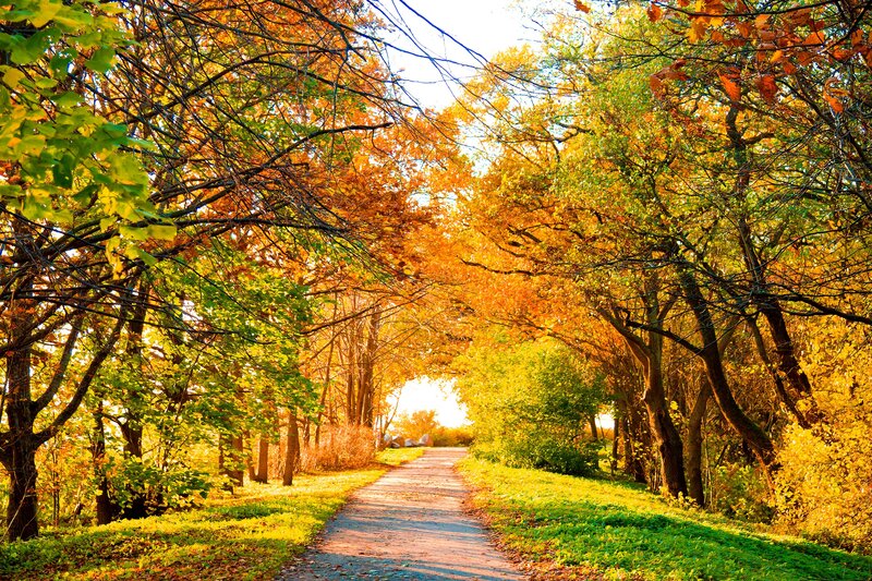 Path Through Autumn Trees — Orange, Serene, Photograph, Sunlight, Leaves