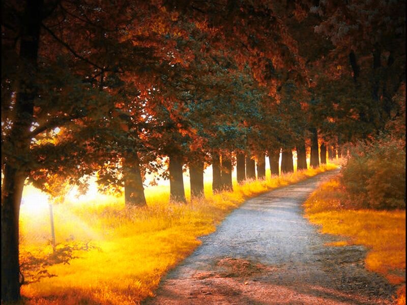 Path Through Autumn Trees — Orange, Serene, Photograph, Sunlight