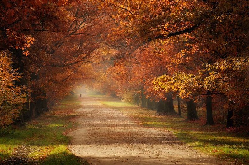 Path Through Autumn Trees — Orange, Serene, Photograph