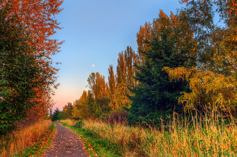 Path Through Autumn Trees — Orange, Serene, Sunset