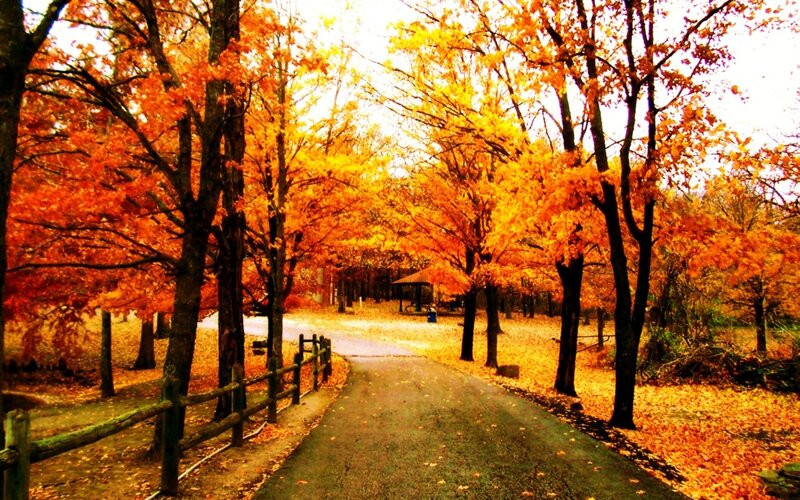 Path Through Autumn Trees — Orange, Serene
