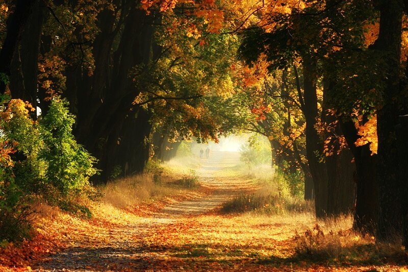 Path Through Autumn Trees — Orange