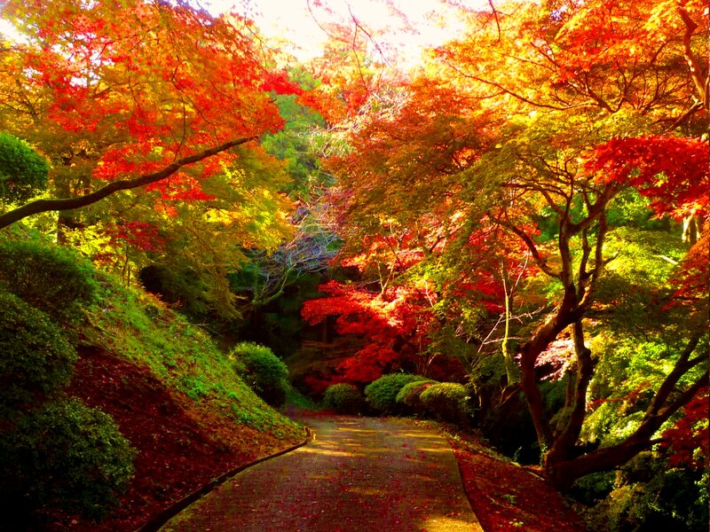 Path Through Autumn Trees — Red, Serene, Photograph, Leaves