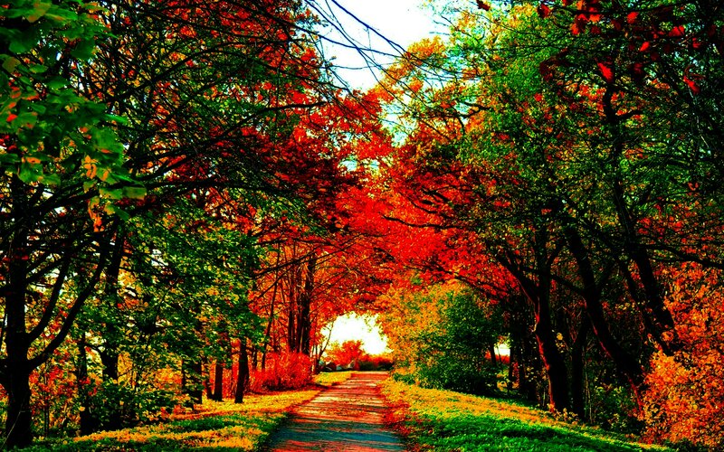 Path Through Autumn Trees — Red, Serene, Photograph