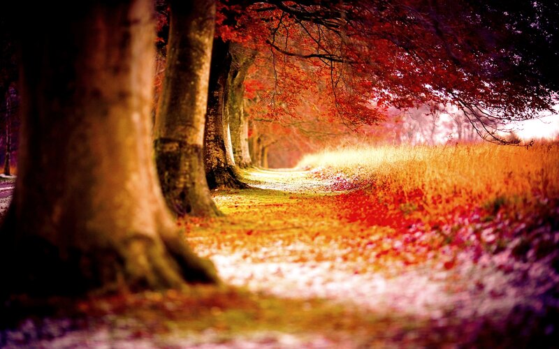 Path Through Autumn Trees — Red, Serene