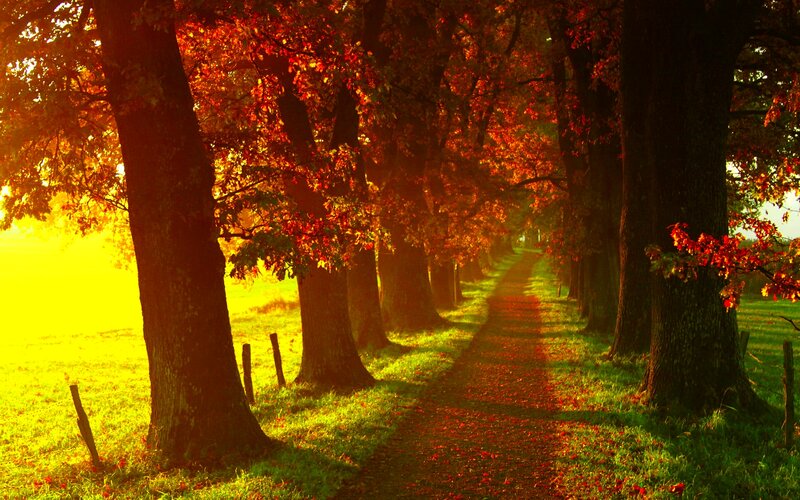 Path Through Autumn Trees — Red