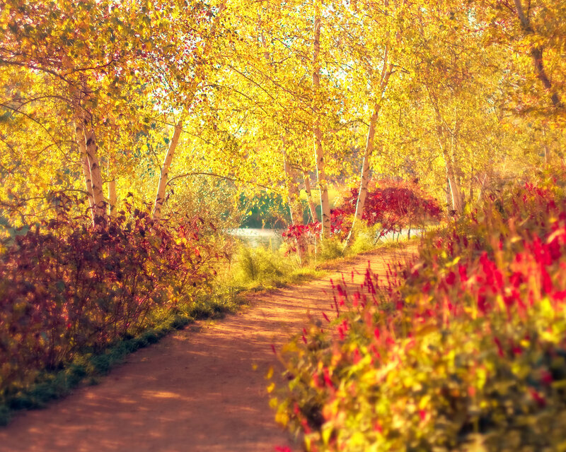 Path Through Autumn Trees — Yellow, Serene, Photograph, Bushes, River