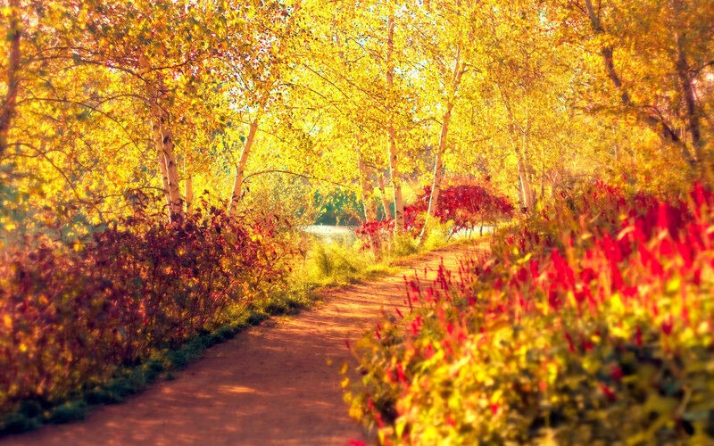 Path Through Autumn Trees — Yellow, Serene, Photograph, Bushes