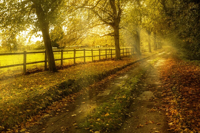 Path Through Autumn Trees — Yellow, Serene, Photograph, Fence