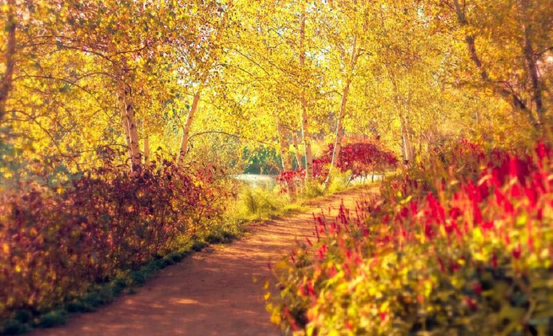 Path Through Autumn Trees — Yellow, Serene, Photograph, Flowers