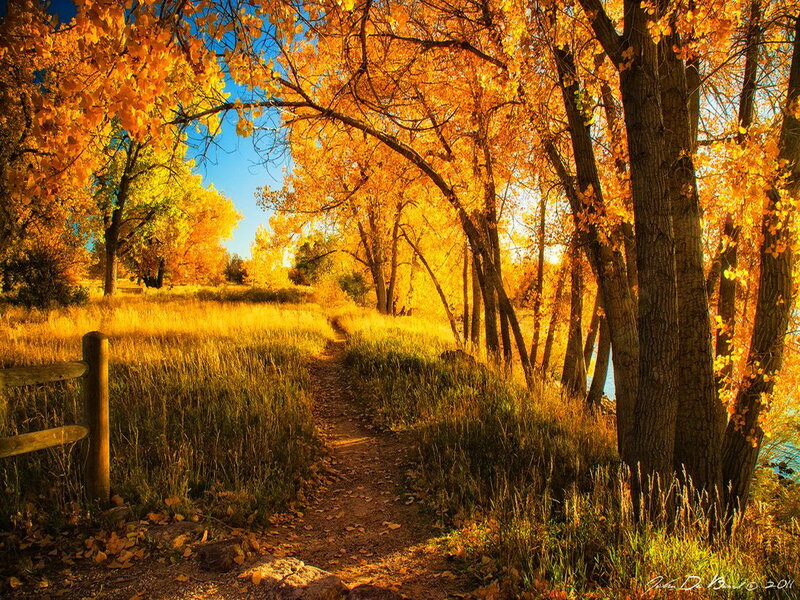 Path Through Autumn Trees — Yellow, Serene, Photograph, Grass, Fence