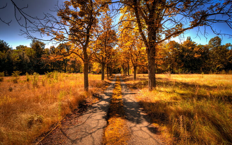 Path Through Autumn Trees — Yellow, Serene, Photograph, Grass, Sky
