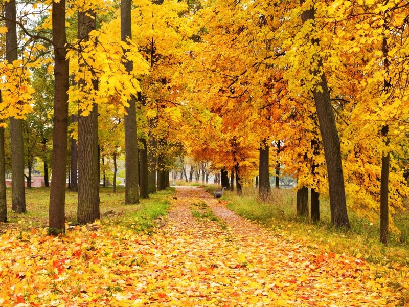 Path Through Autumn Trees — Yellow, Serene, Photograph, Leaves, Bench