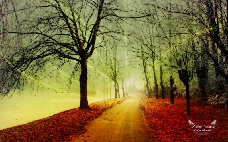 Path Through Autumn Trees — Yellow, Serene, Photograph, Leaves, Light Beams