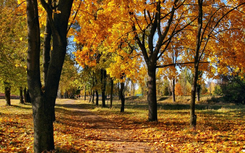 Path Through Autumn Trees — Yellow, Serene, Photograph, Leaves, Person, Brown