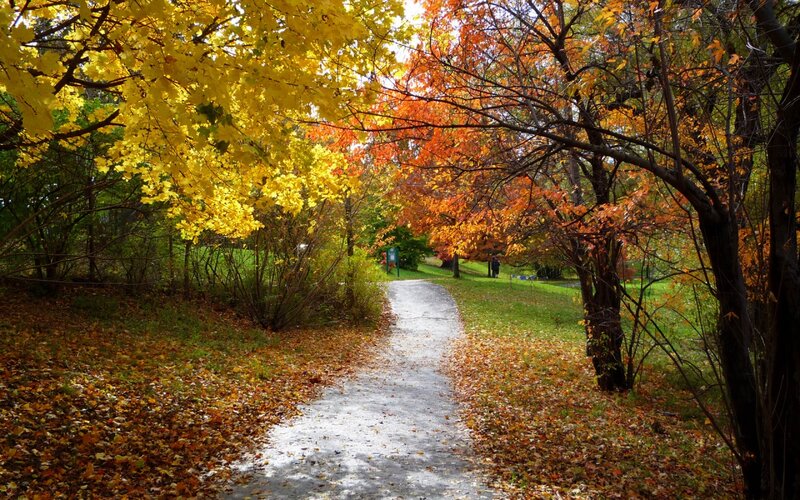 Path Through Autumn Trees — Yellow, Serene, Photograph, Leaves, Person