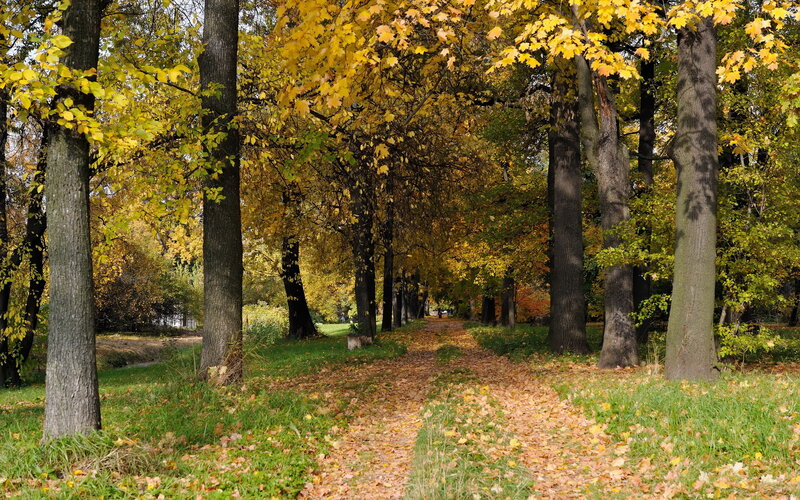 Path Through Autumn Trees — Yellow, Serene, Photograph, Leaves