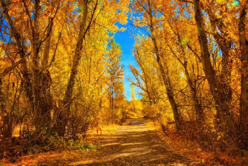 Path Through Autumn Trees — Yellow, Serene, Photograph, Sky