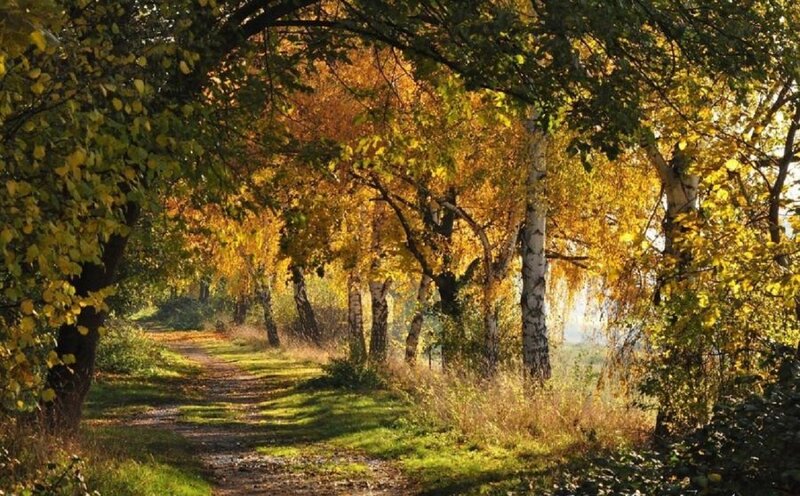 Path Through Autumn Trees — Yellow, Serene, Photograph, Sunlight, Grass