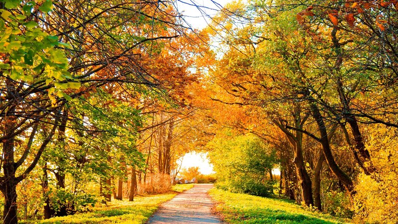 Path Through Autumn Trees — Yellow, Serene, Photograph, Sunlight