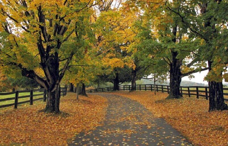 Path Through Autumn Trees — Yellow, Serene