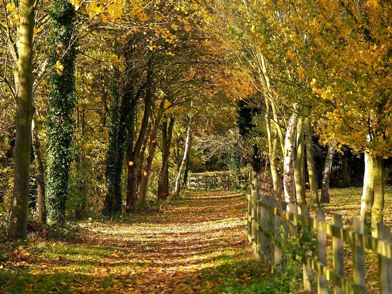 Path Through Autumn Trees — Yellow