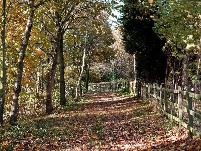 Path Through Autumn Woods — Brown, Serene