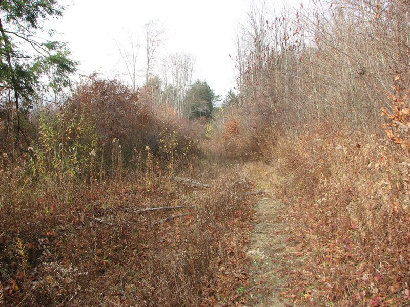 Path Through Autumn Woods — Brown