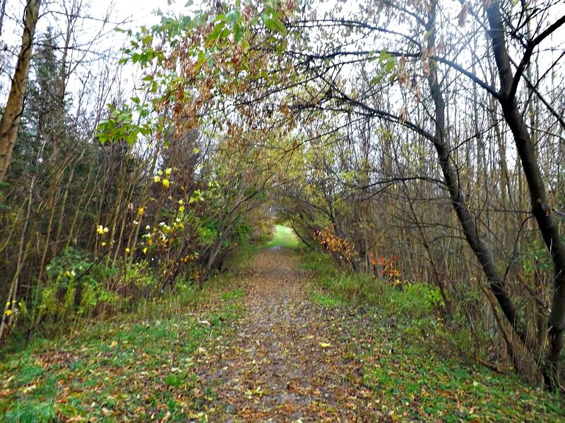 Path Through Autumn Woods — Green, Serene