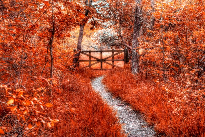 Path Through Autumn Woods — Red