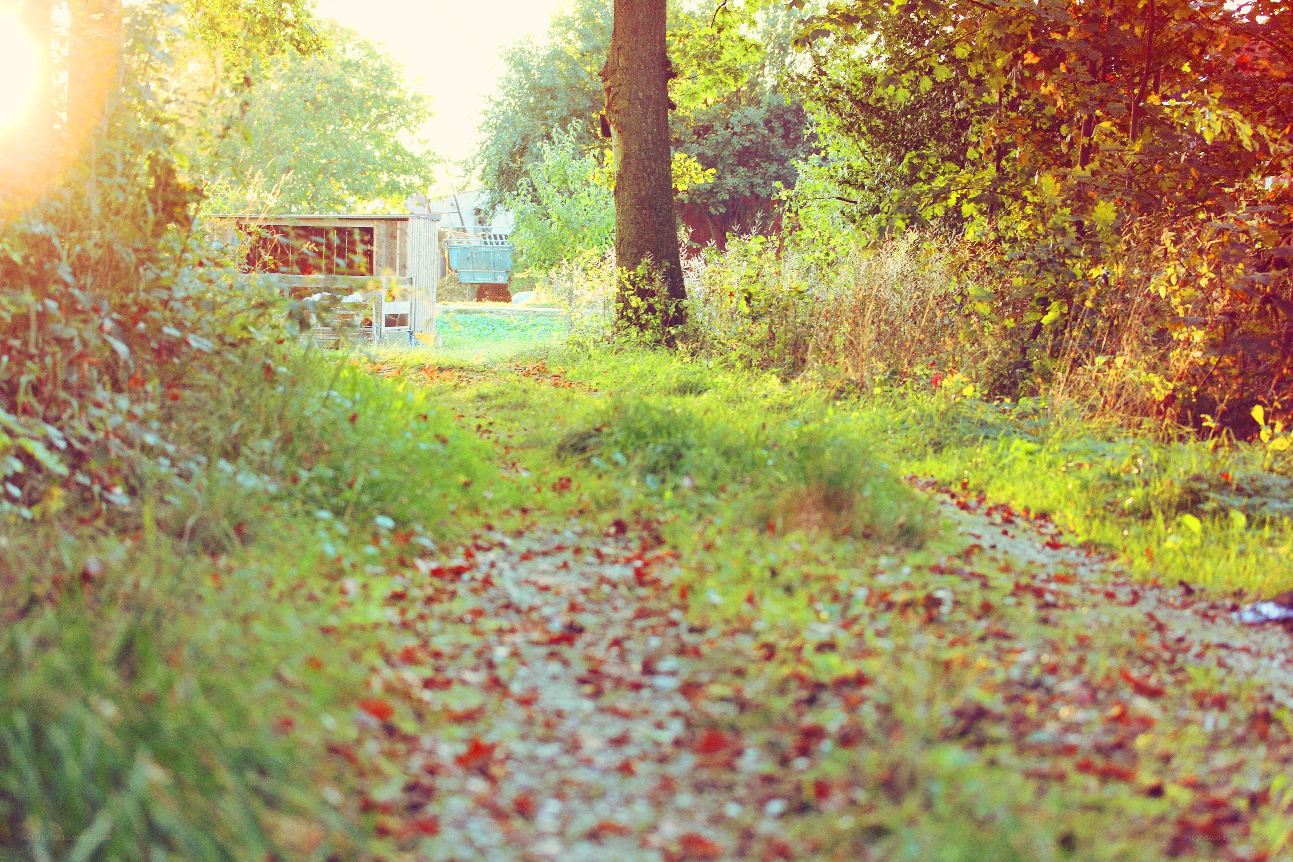 path through autumn woods