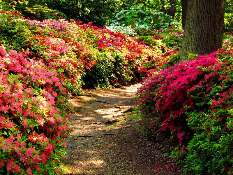 Path Through Azalea Bushes