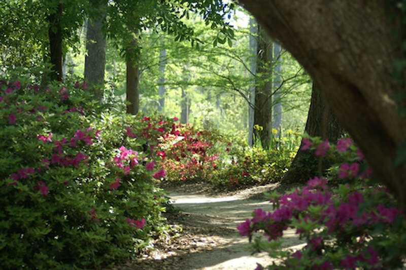Path Through Azalea Garden — Green
