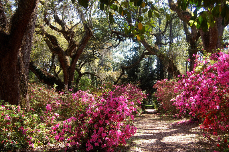 Path Through Azalea Garden