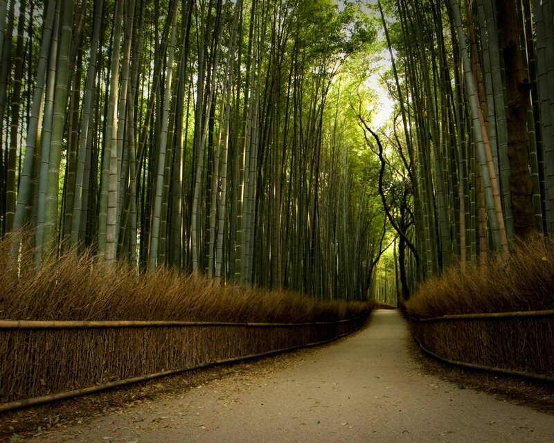 Path Through Bamboo Forest — Green, Serene, Afternoon, Photograph, Fencing, Brown