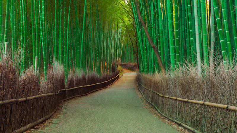 Path Through Bamboo Forest — Green, Serene, Afternoon, Photograph, Fencing